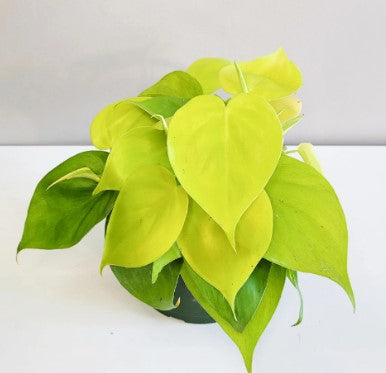 Philodendron  Plant