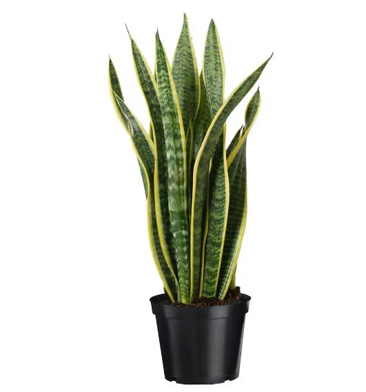 Snake Plant