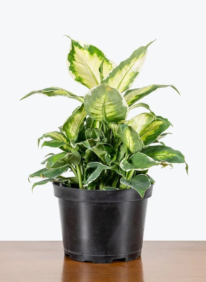 Dieffenbachia 4" assorted