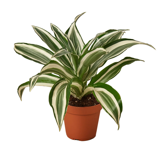 Dracaena Plant