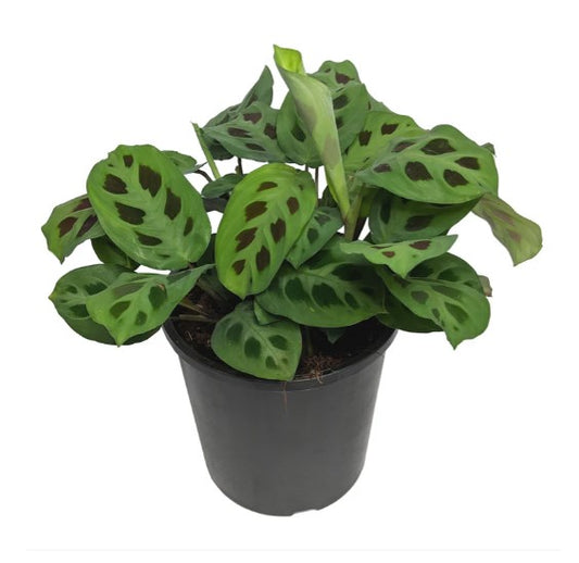 Prayer Plant - Assorted