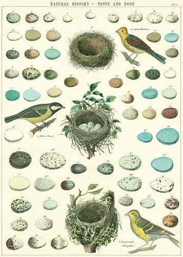Birds, Nest & Eggs Wrap