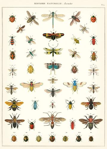 Natural History Insects Wrap