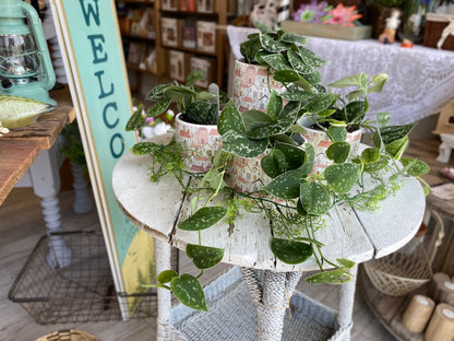 Pothos, assorted 4"