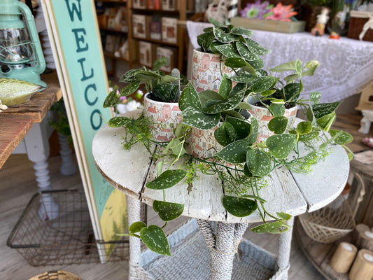 Pothos, assorted 4"