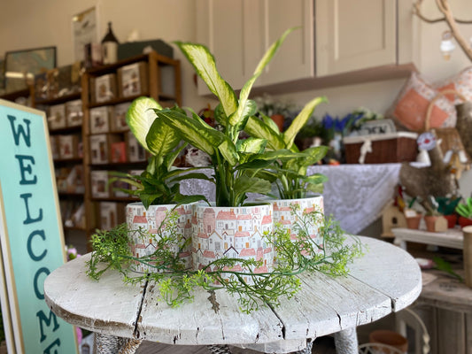 Tropical Plant, assorted 4"