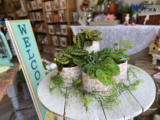 Prayer Plant - Assorted