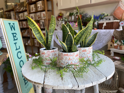 Snake Plant