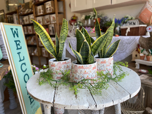 Snake Plant