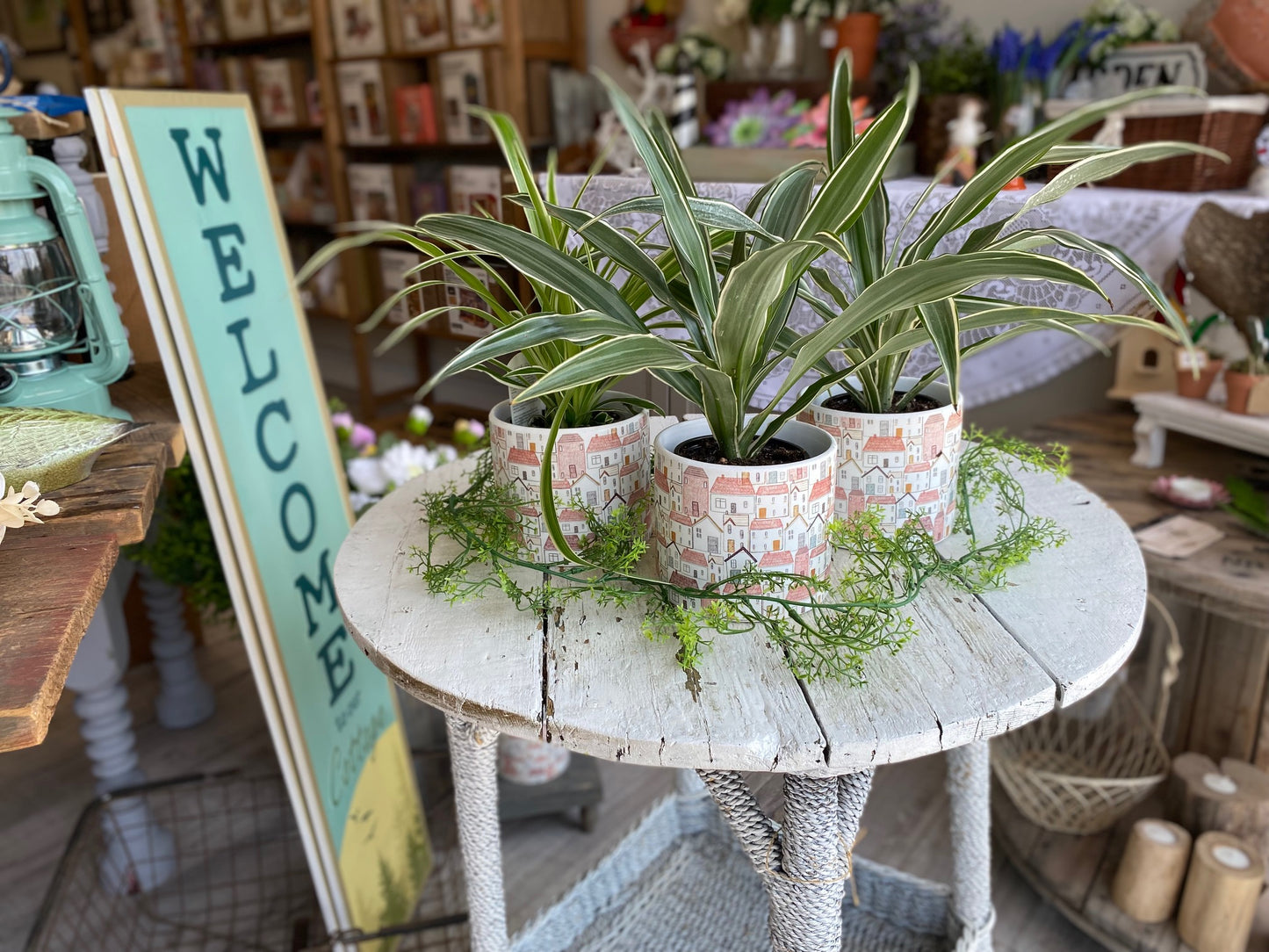 Spider Plant, assorted 4"
