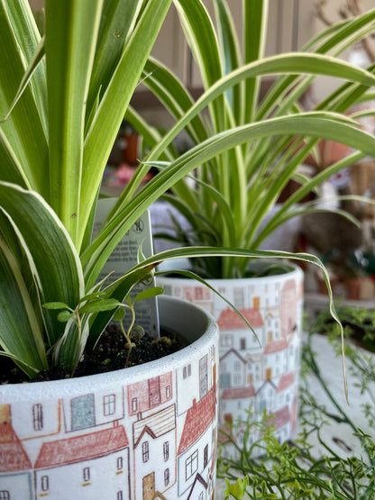 Spider Plant, assorted 4"