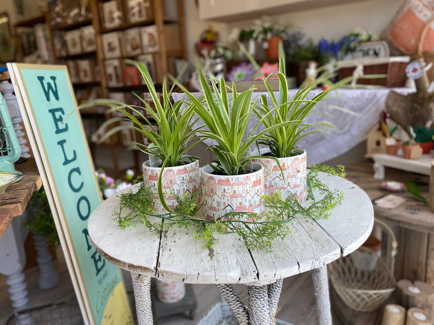 Spider Plant, assorted 4"