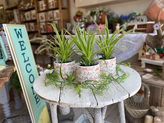 Spider Plant, assorted 4"