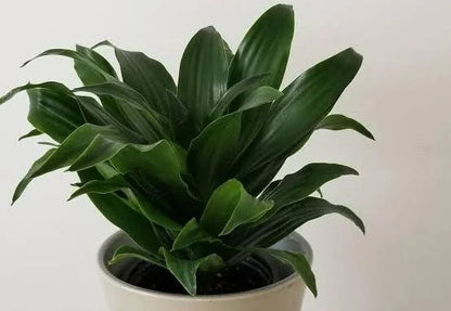 Dracaena Plant