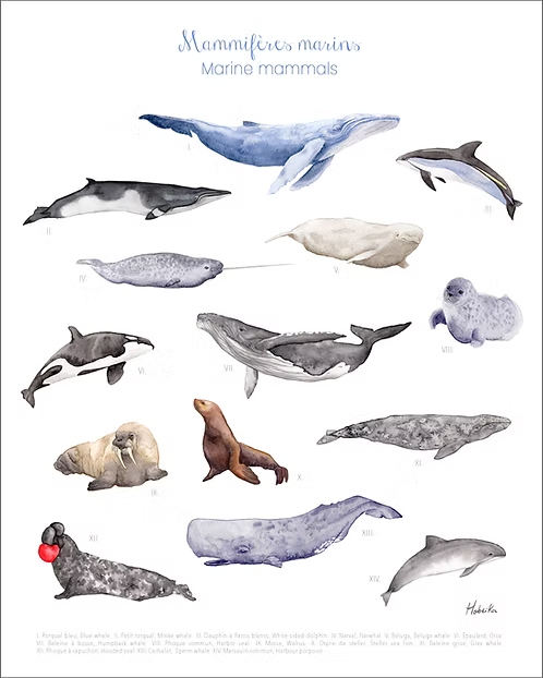 Marine mammals print 8x10