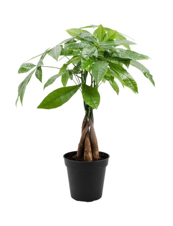 4"  Money Tree Plant