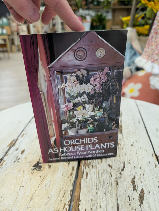 Orchid as house plants