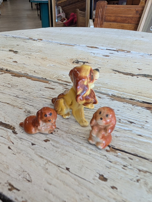 Cocker spaniel mini family