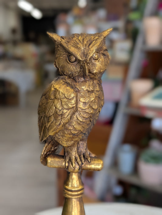 Owl on stoop