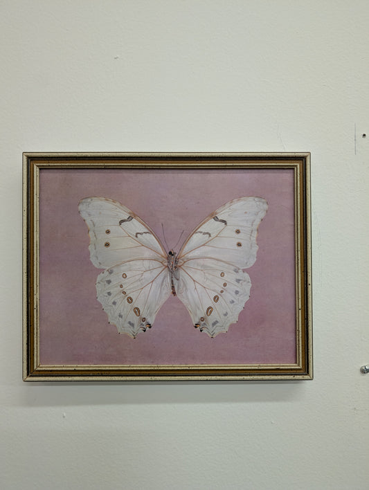 Framed butterfly print