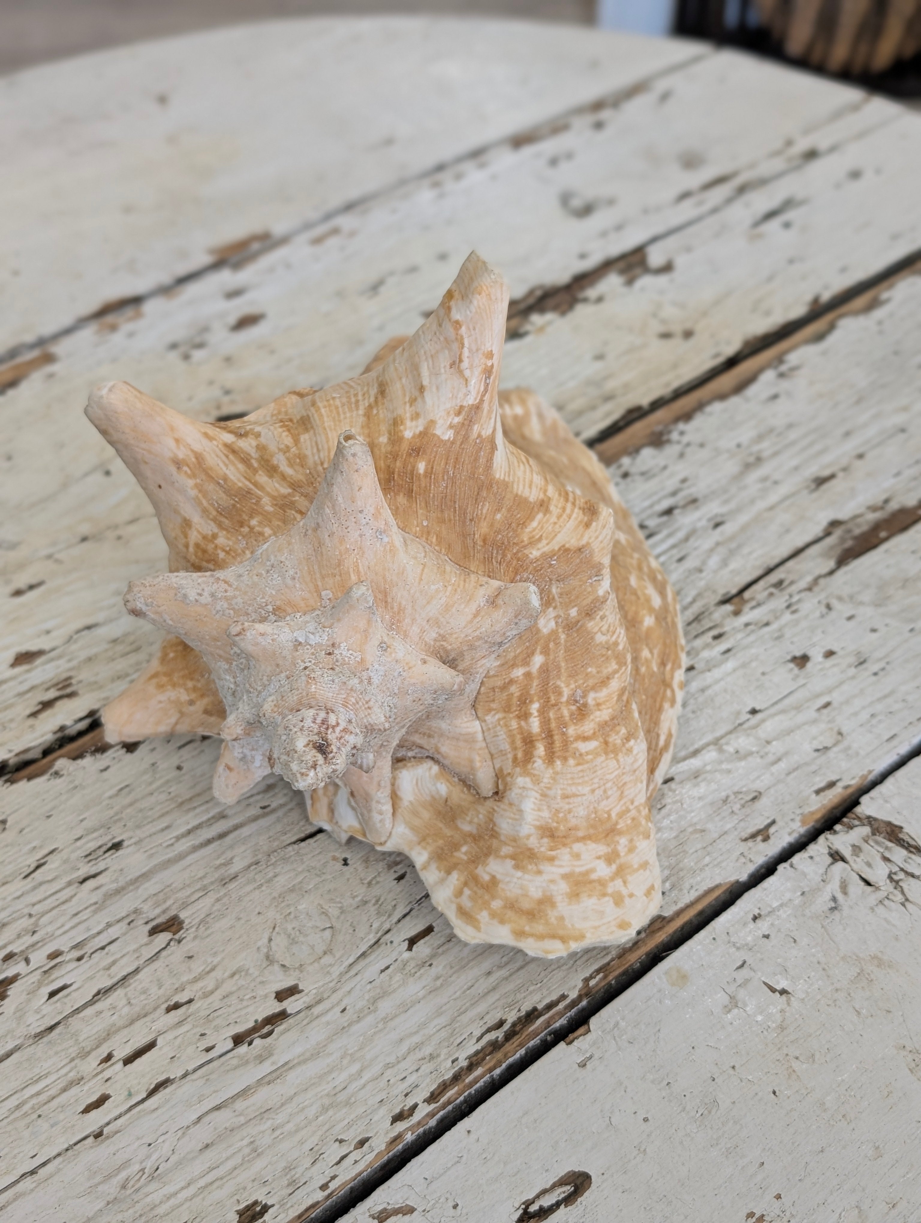 Large shell – Duck & Dodo