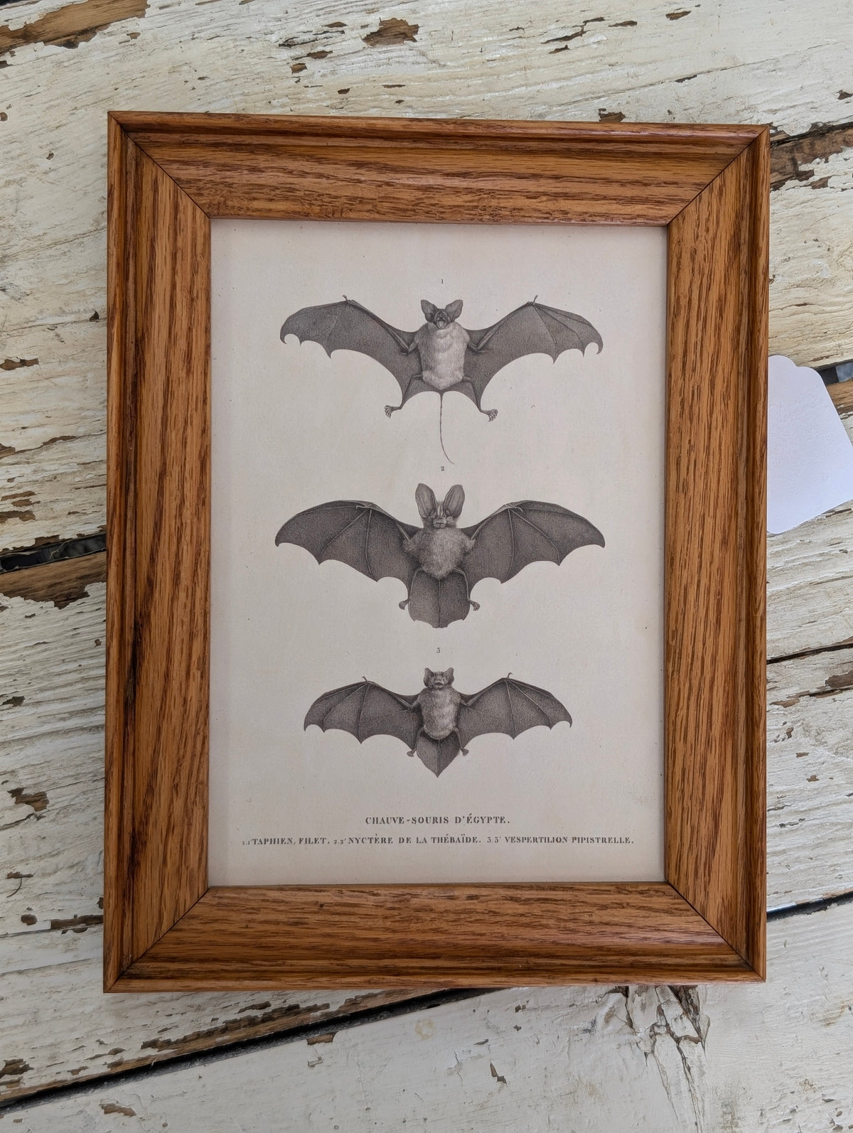 Vintage bat Art