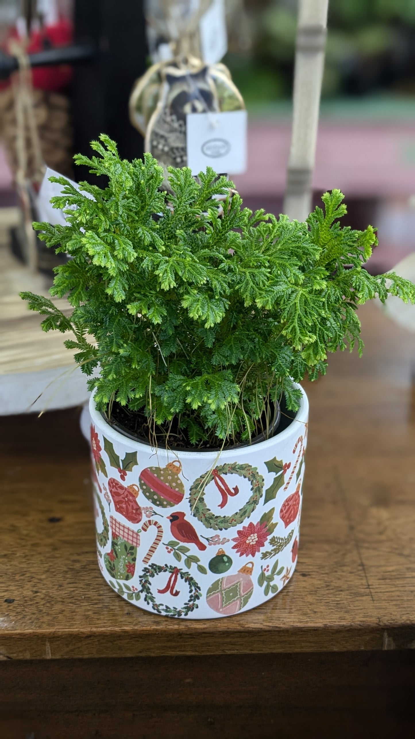 4" frosty fern Plant