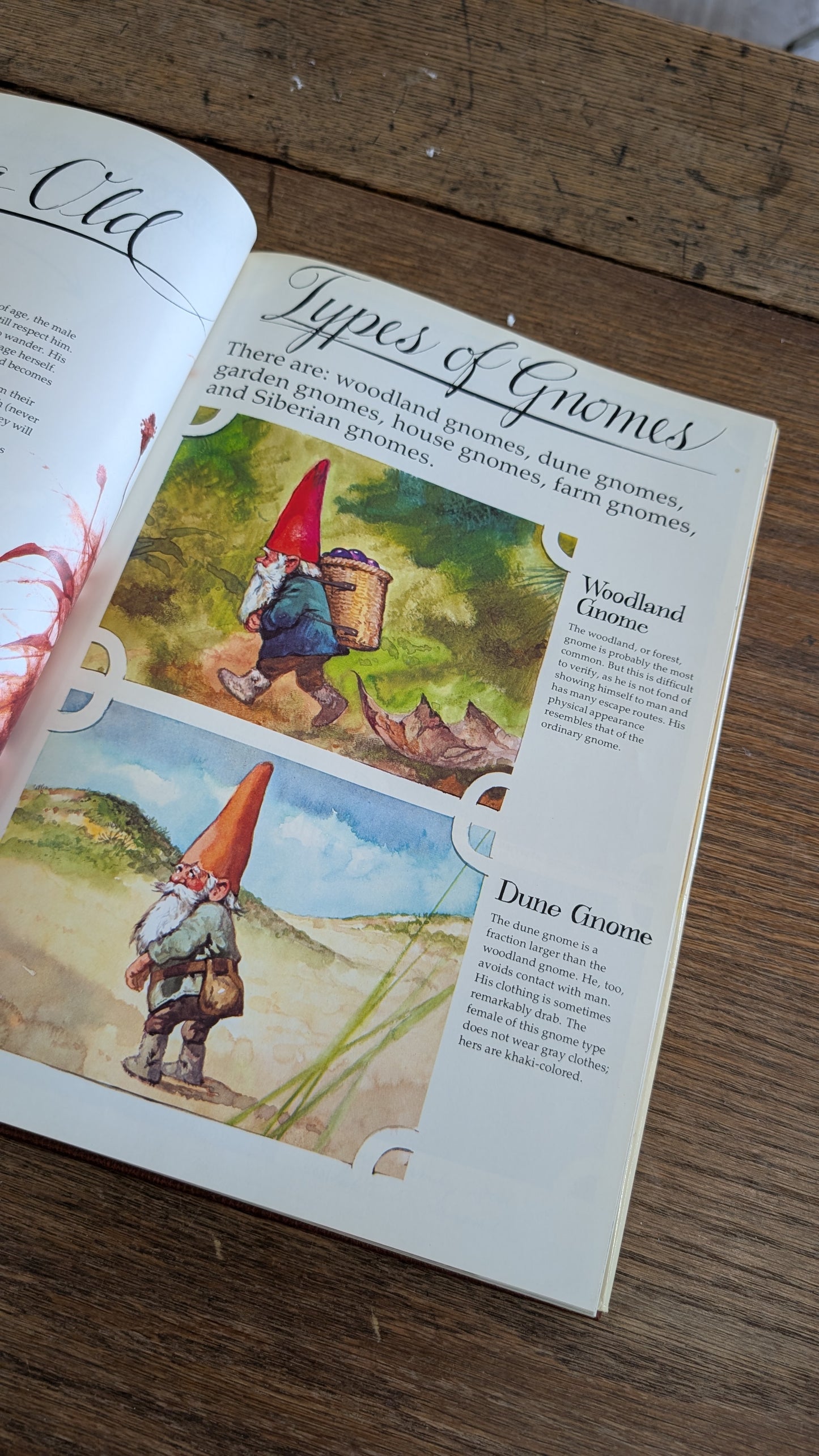 Gnomes Book