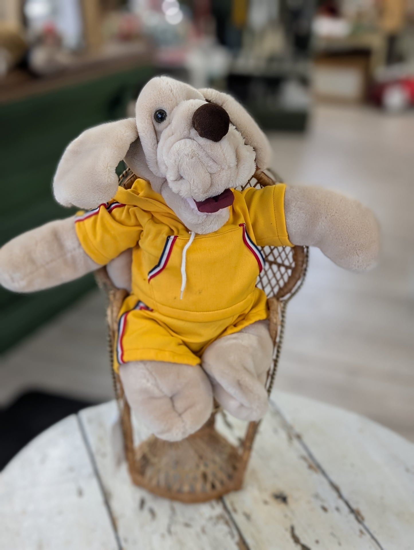 Wrinkles dog in a track suit