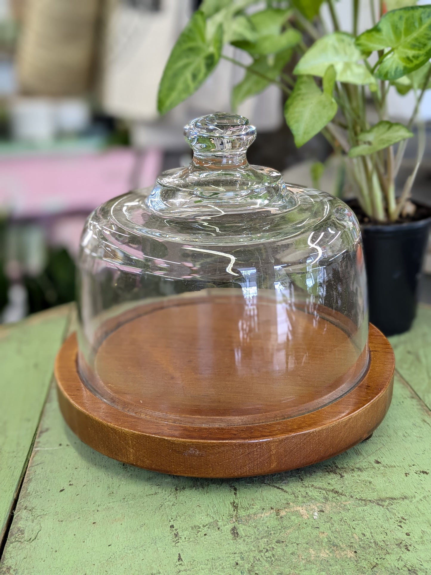 Cloche with wooden base