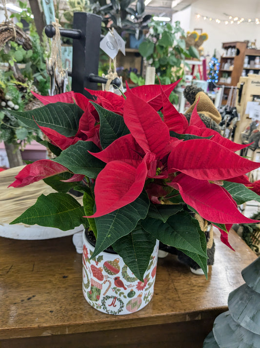 4" poinsettia