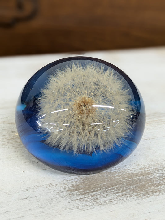 Dandelion paperweight