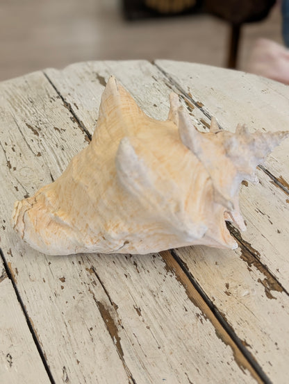 Conch shell large