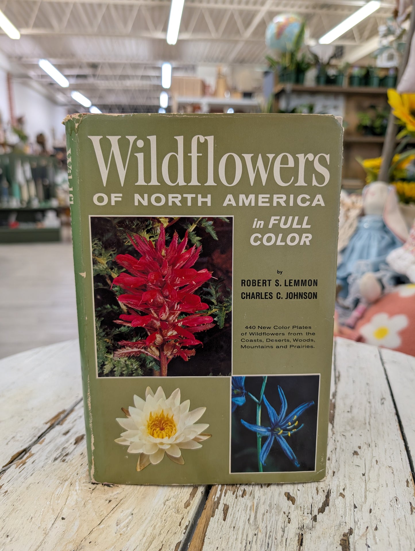 Wildflowers of north america
