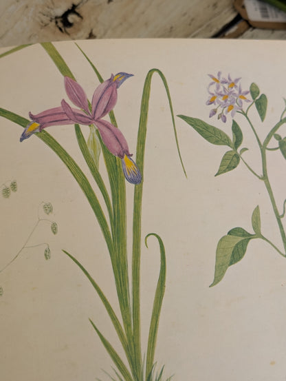 A Victorian Flower Album