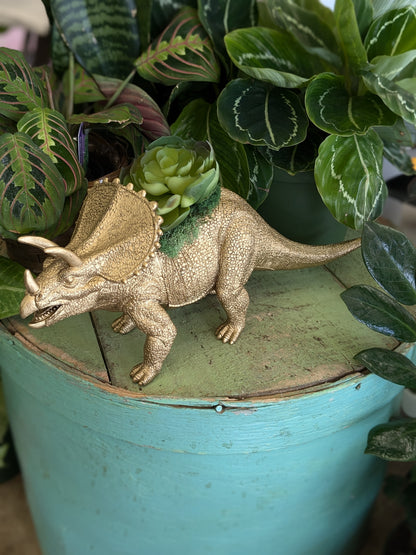 Faux succulent in triceratops