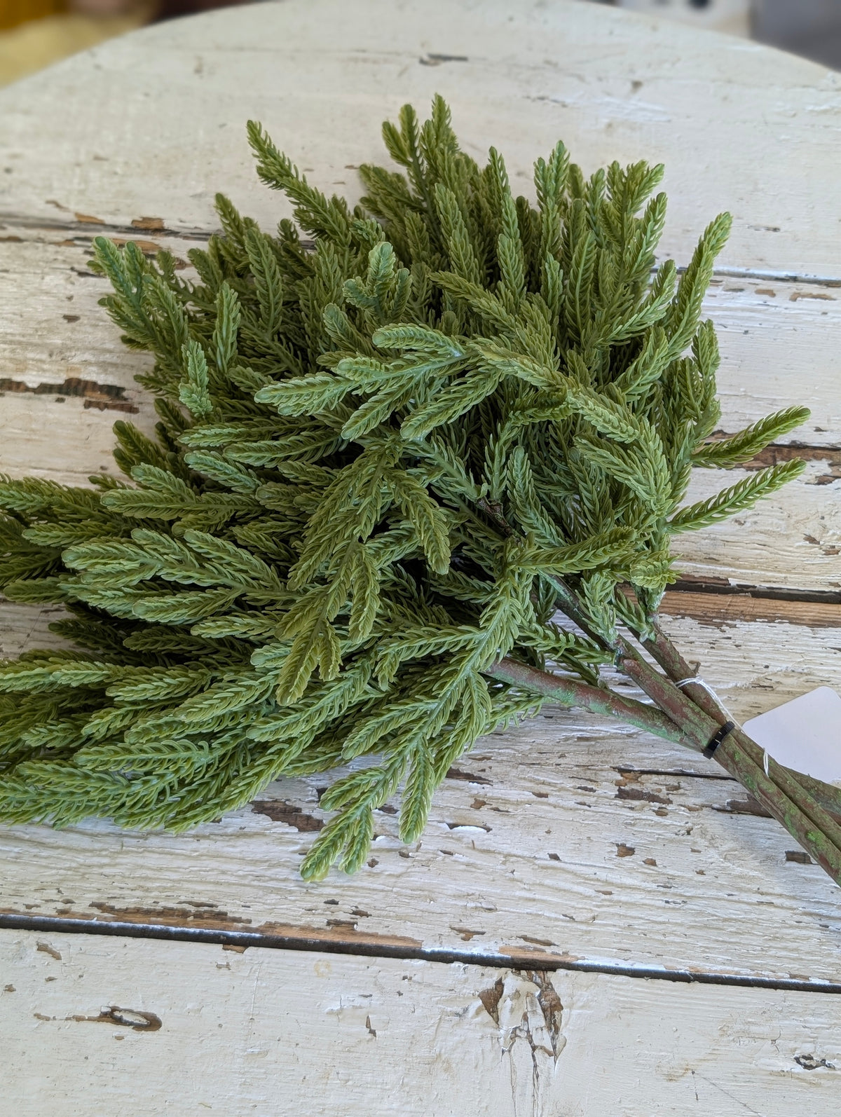 17" Norfolk Island Pine Bundle
