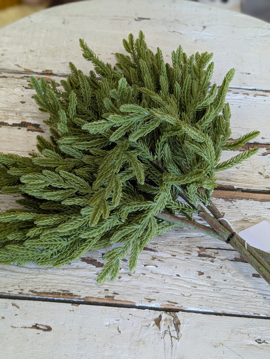 17" Norfolk Island Pine Bundle