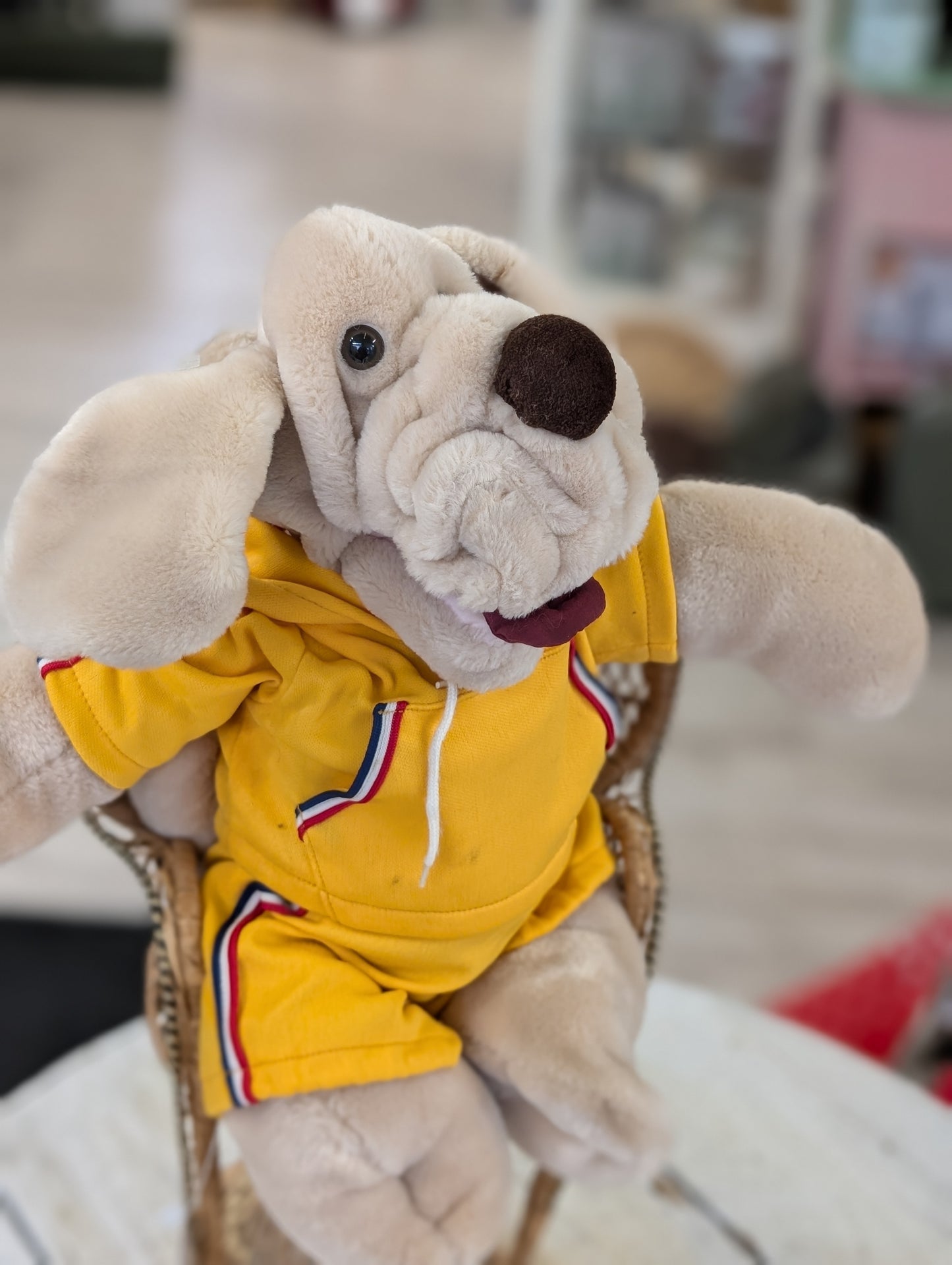 Wrinkles dog in a track suit