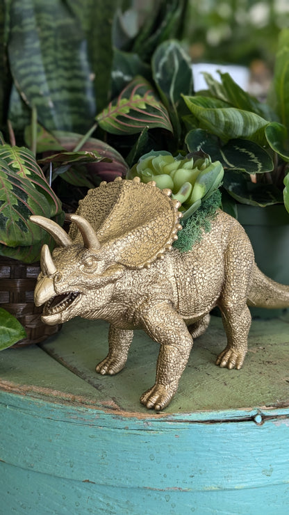 Faux succulent in triceratops