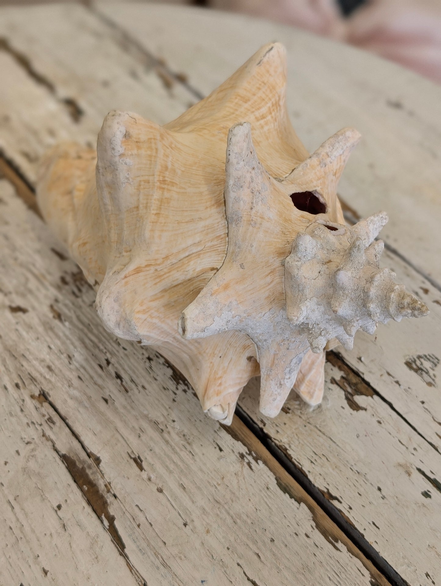 Conch shell large