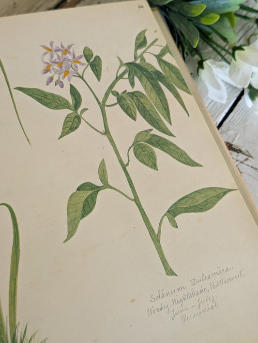A Victorian Flower Album