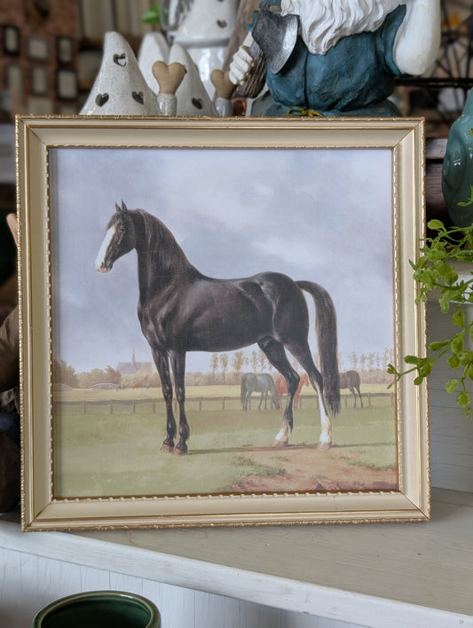 Black Horse Framed print