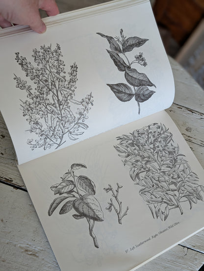 Decorative floral woodcuts