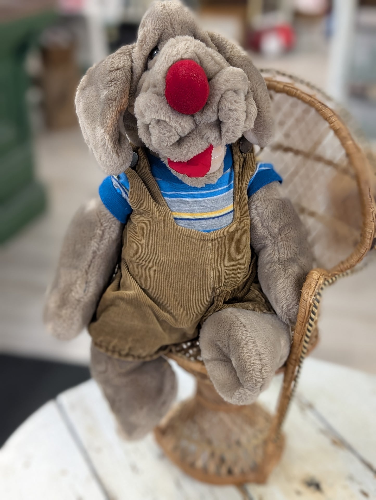 Wrinkles dog with outfit