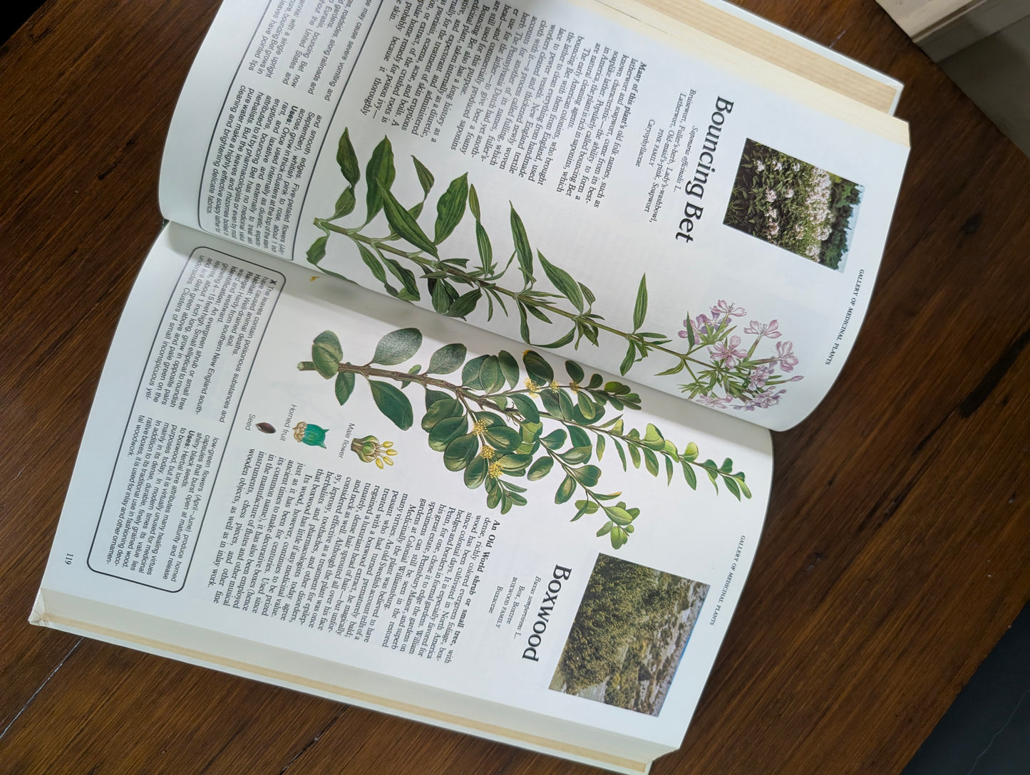 Magic and medicine of plants