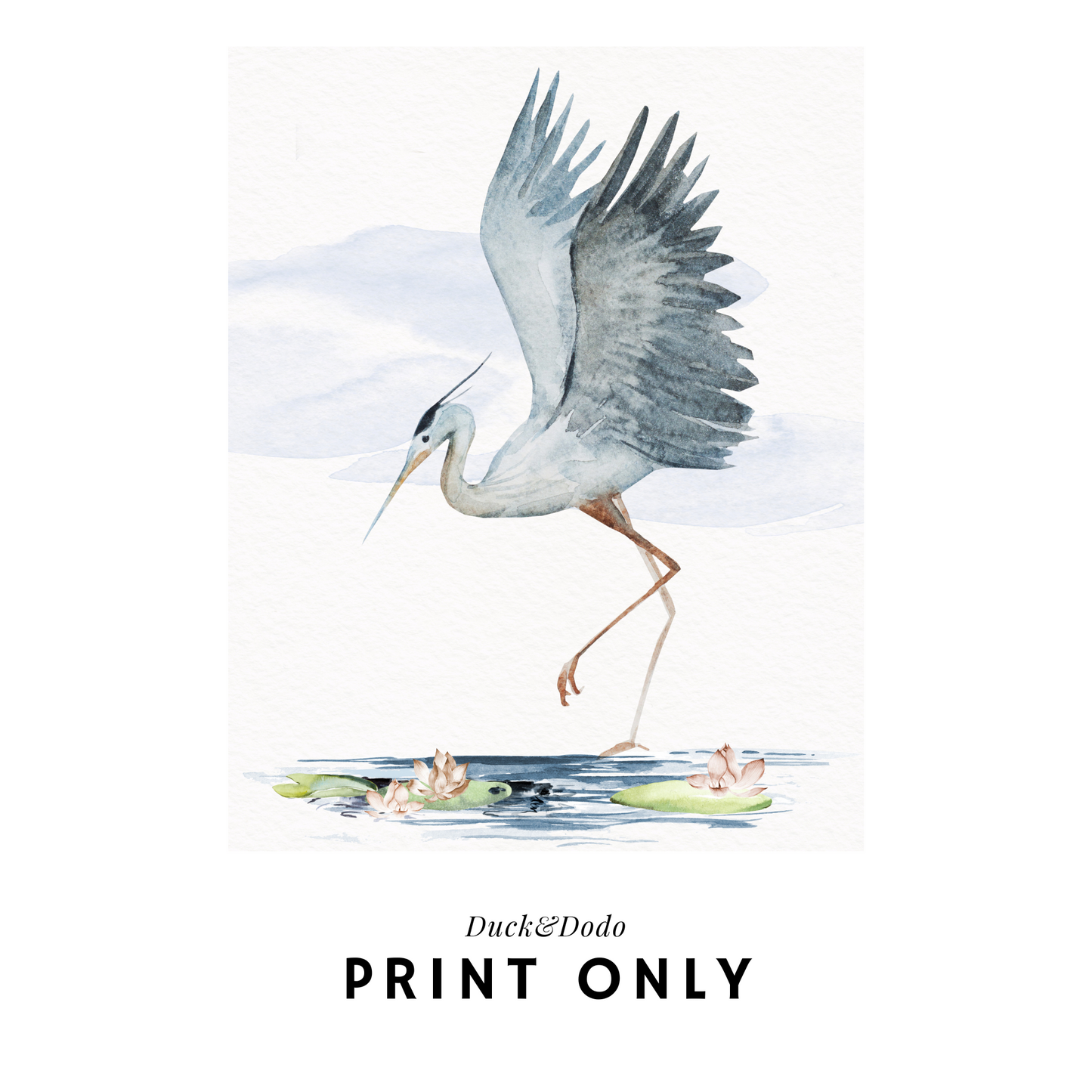 Blue Crane 1 Print