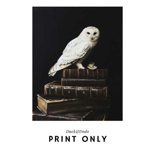 White Owl Print