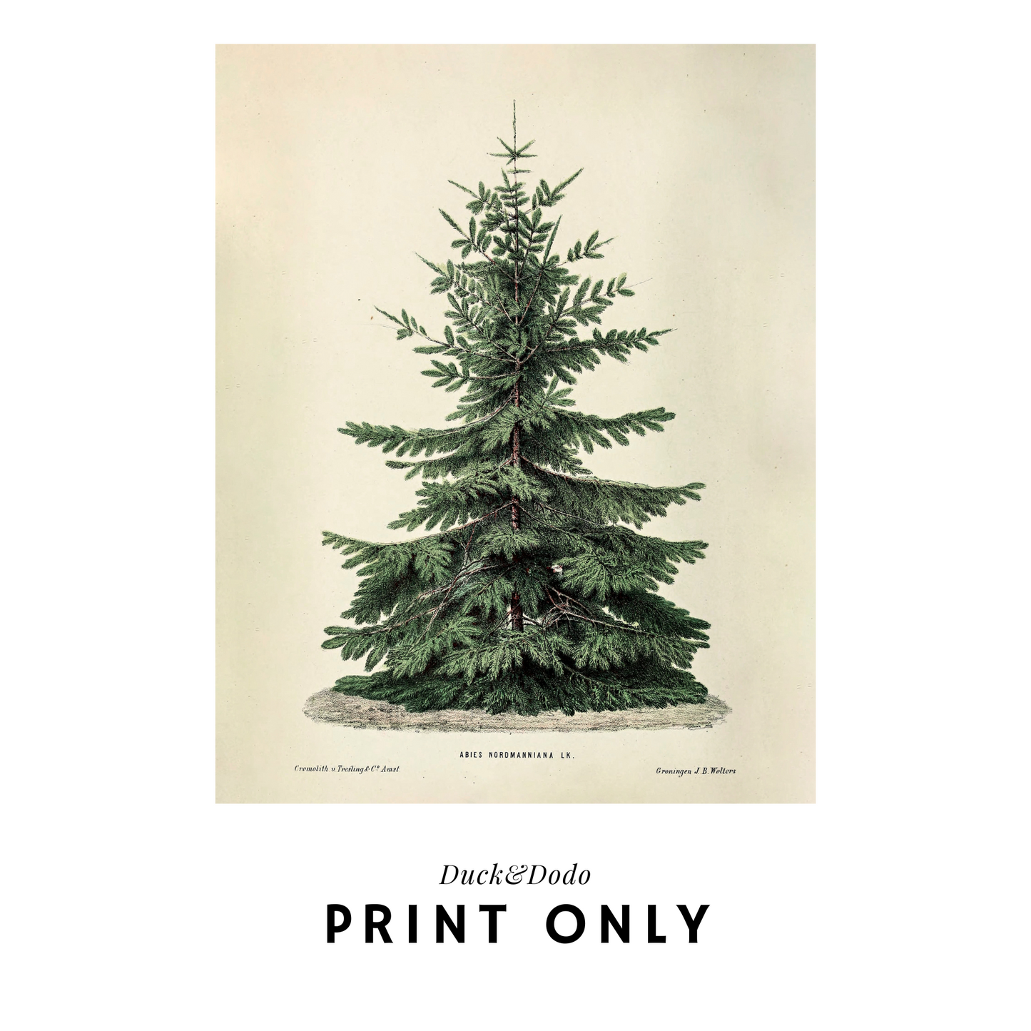 Antique tree Print