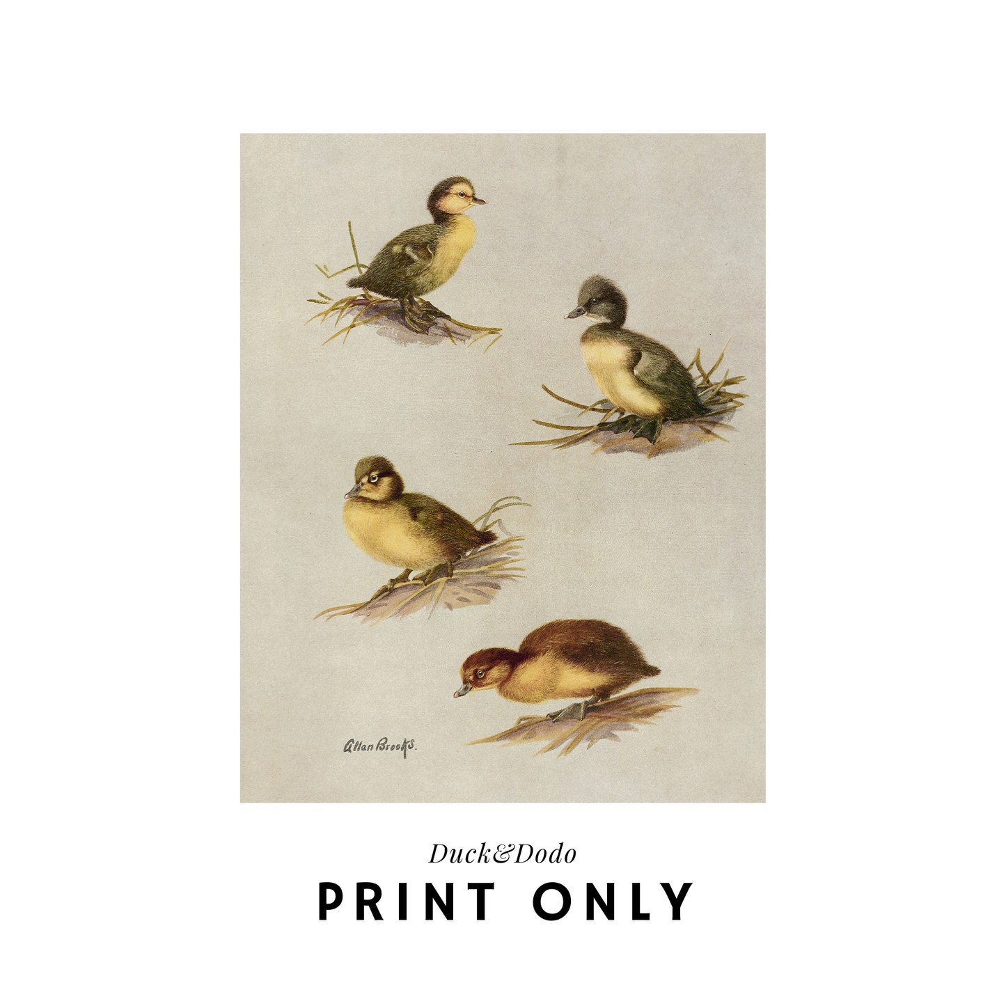 Duckling Drawing Print